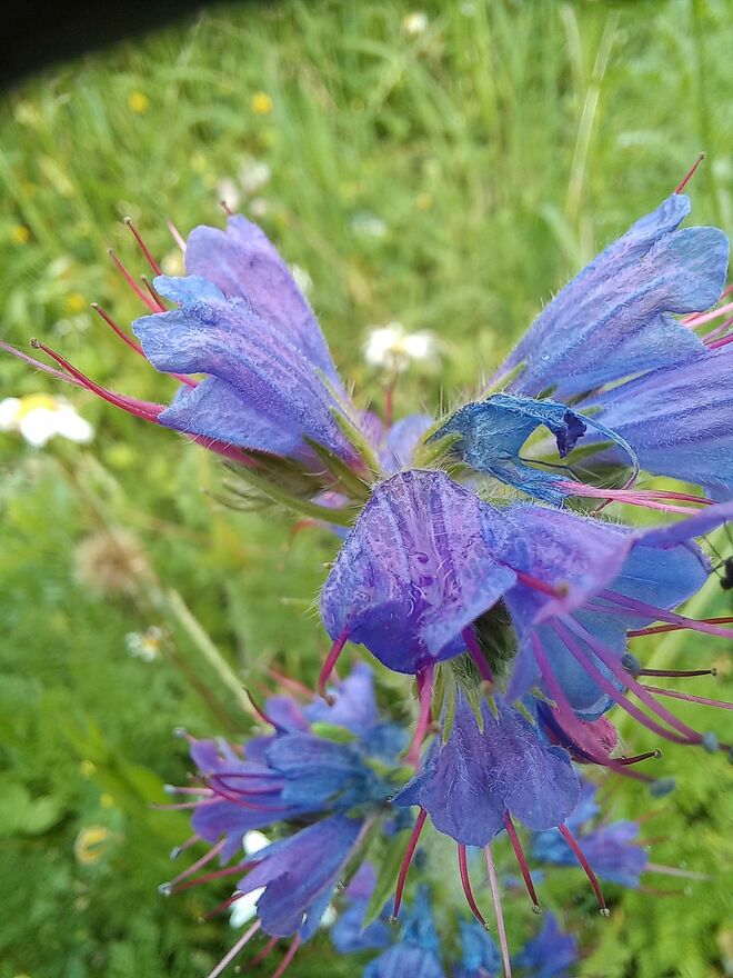 BLUMENWIESE