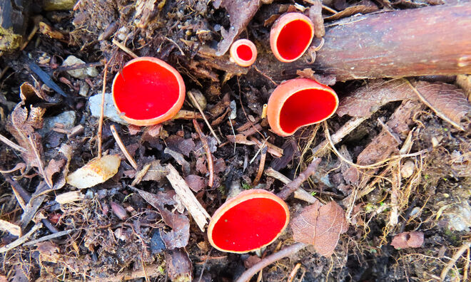 Scharlachroter Kelchbecherling