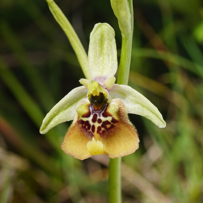 Ophrys lacaitae x holoserica