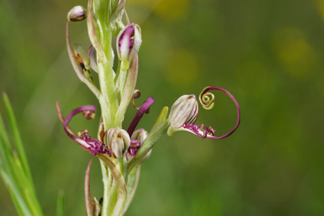 Himantoglossum adriaticum