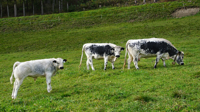 Seltenes Sprinzen Trio