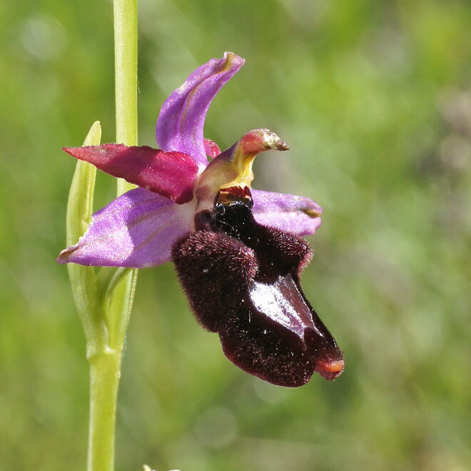 Ophrys benacensis