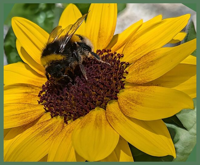 . . . Sonnengelb zum Sommerferienbeginn