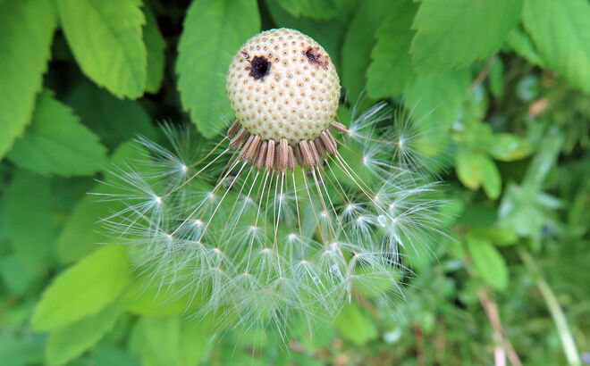 Löwenzahngeist mit zwei Augen