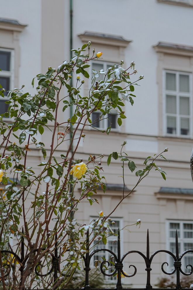 Mirabellgarten