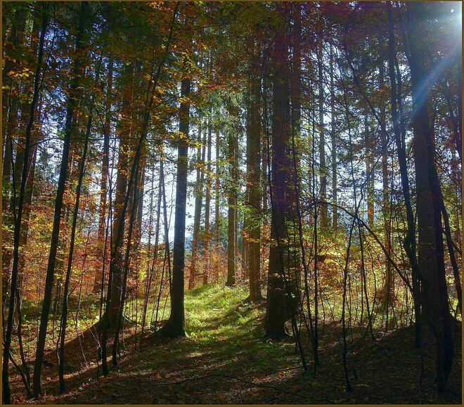 . . . durchsonnter Mischwald