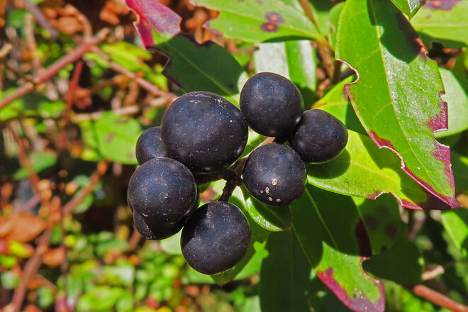 Ligusterbeeren