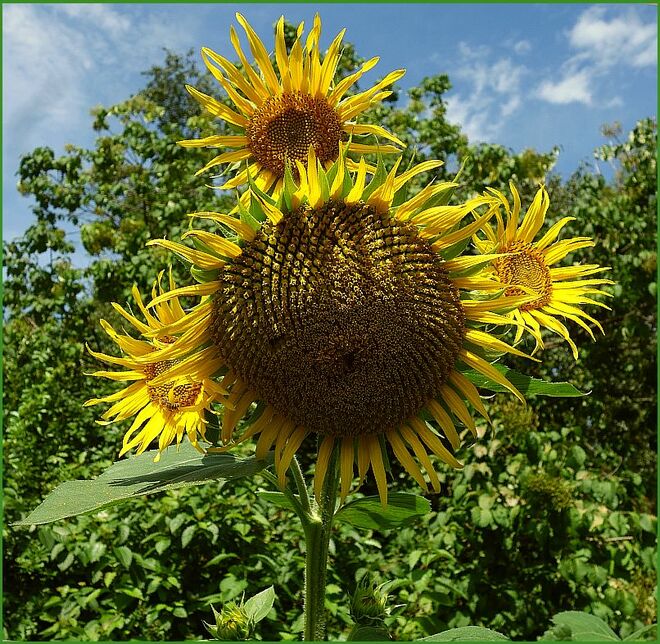 . . . mit Stirnlampe und Ohrenschützern  . . .