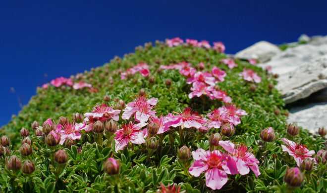 Triglav Rose
