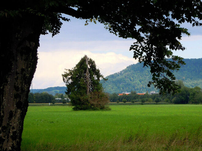 der besondere Baum