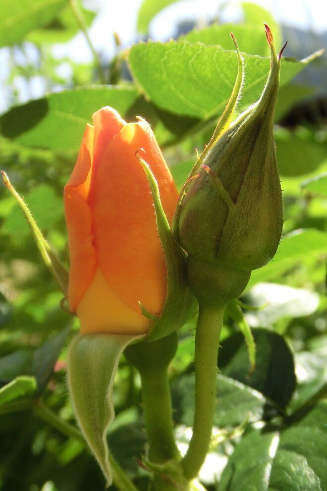 Spät sind sie heuer dran, die Rosen,