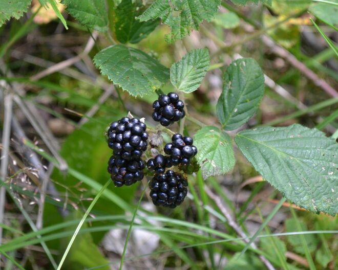 Die ersten Brombeeren