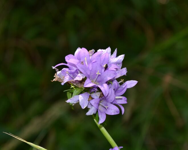 Knäuelglockenblume
