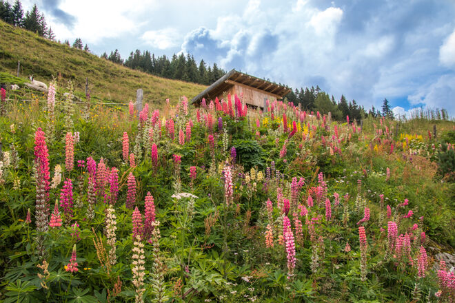 Lupinien auf der Bärschlagalm
