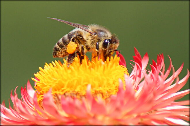 voll bepackt auf der Strohblume...