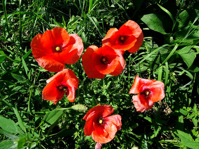mohnblumen