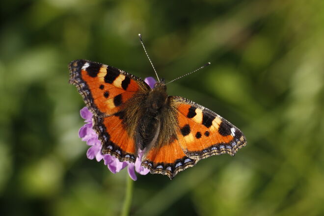 Schmetterling