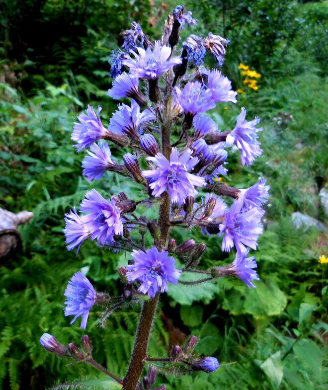 Alpen-Milchlattich (Cicerbita alpina)