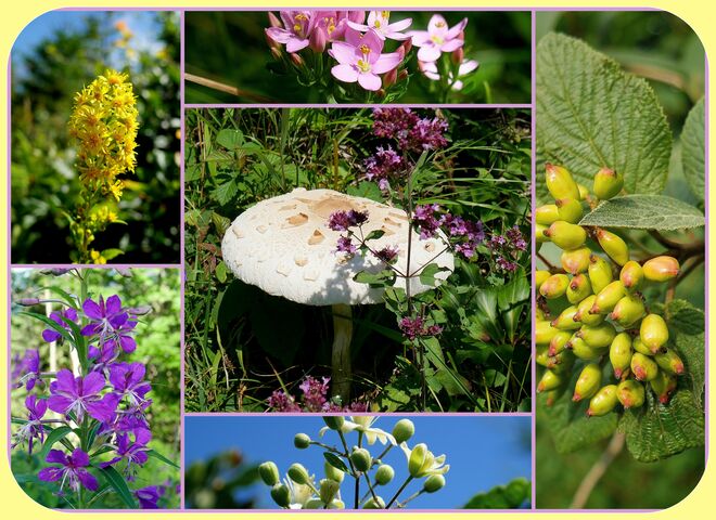 Botanische Eindrücke