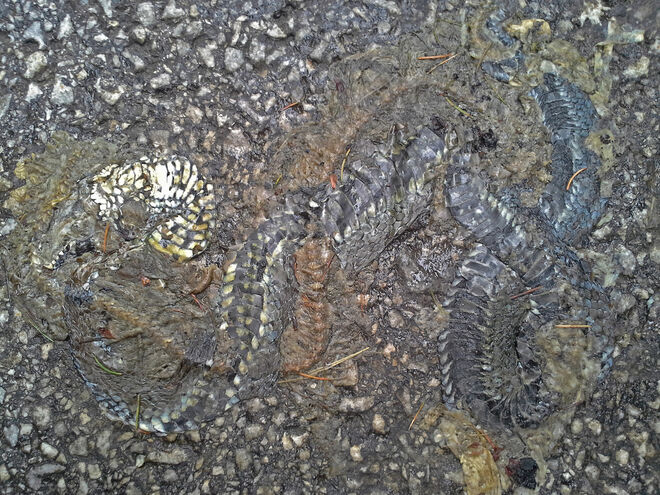 Fossilie ?