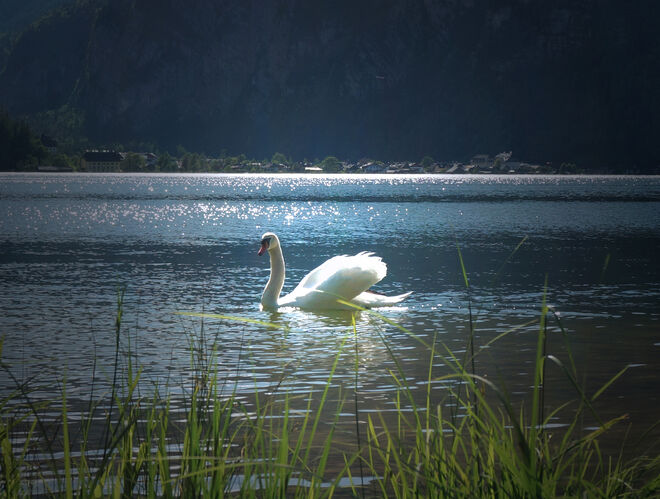 Schwan am Hallstättersee