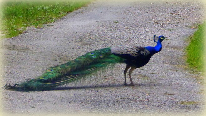 der stolze Pfau