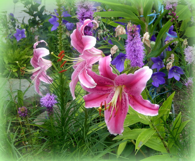 Lilien