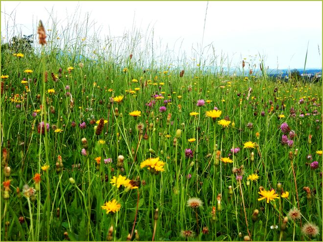 Sommerwiese