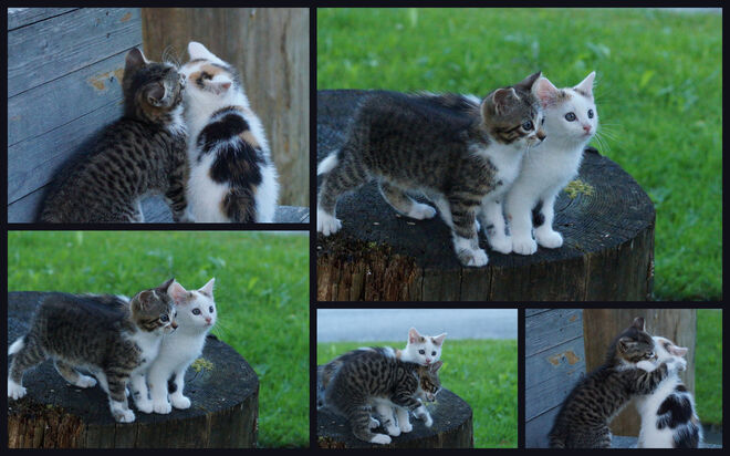 Katzenkinder