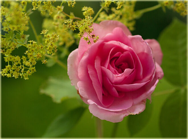 Rosenduft