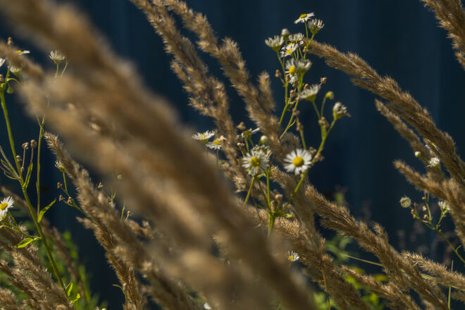 Im Sonnenlicht