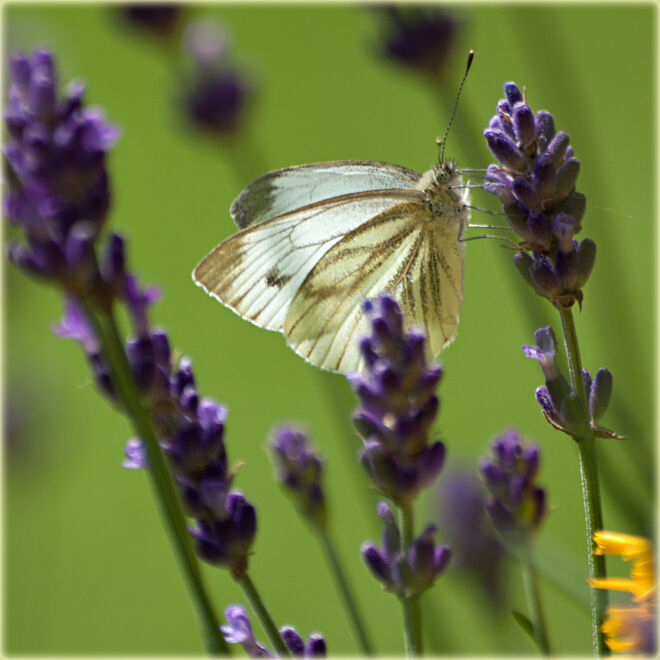 Kohlweissling beim Lavendel