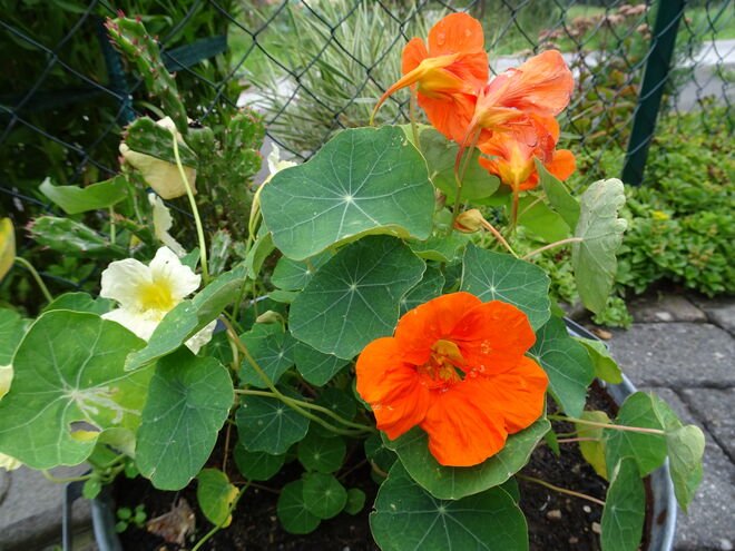 Nicht nur ein Augenschmaus