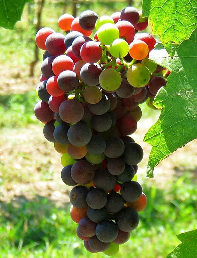 Der Wein reift heran