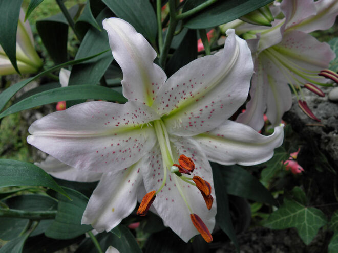blüte