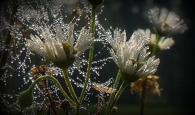 "GLASPERLENSPIEL"