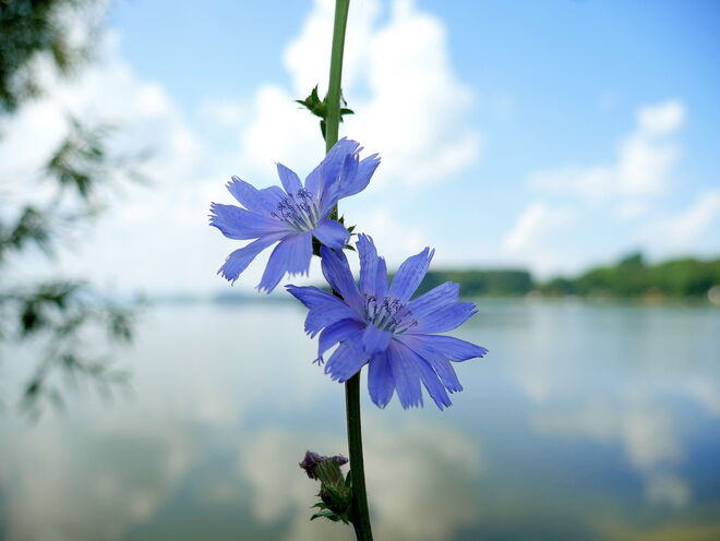 Himmelblaue Wegwarte