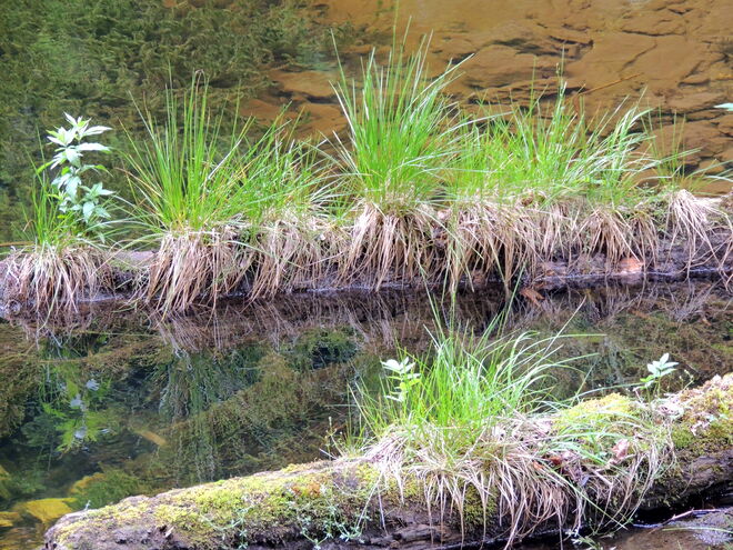 überwuchernde Natur