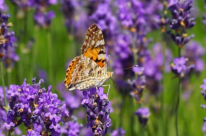 Prächtiger Distelfalter im Lavendel