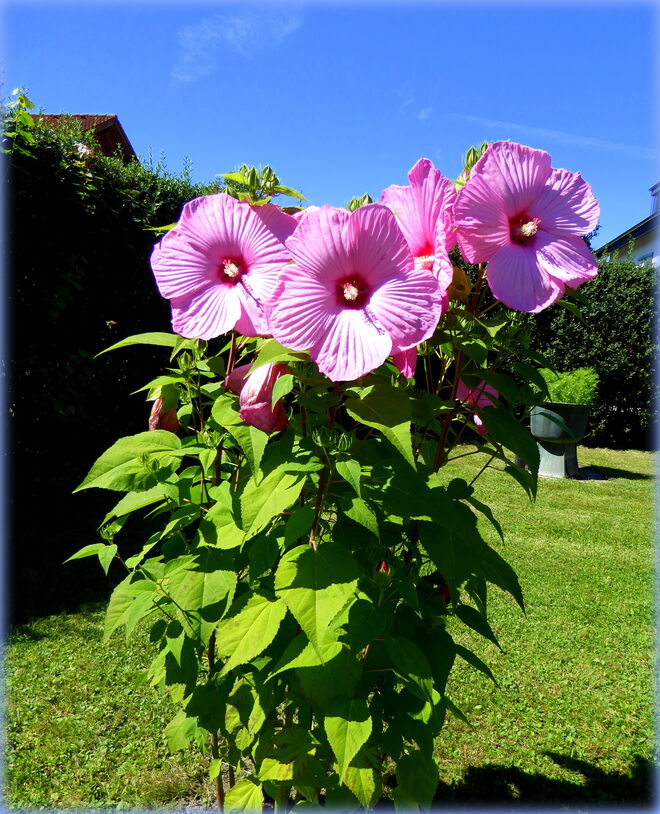 wer kennt diesen Strauch mit den riesigen Blüten ?