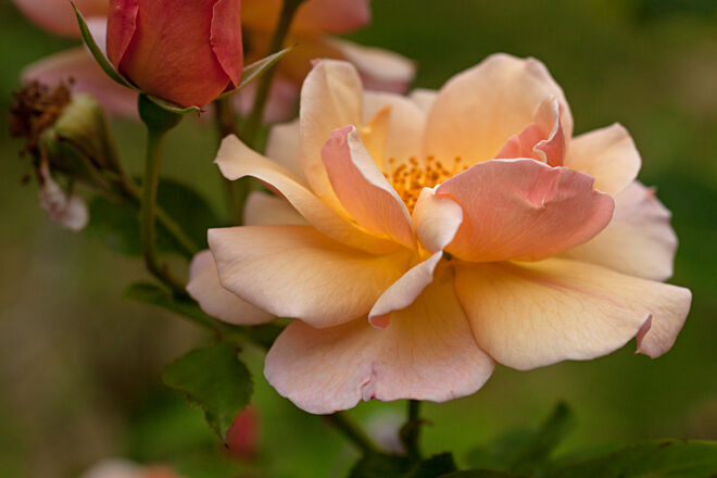 Eine Rose im Garten