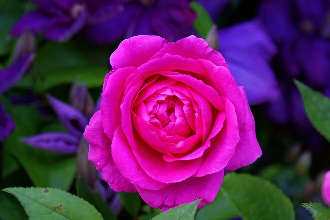 Herrliche Rosenblüte