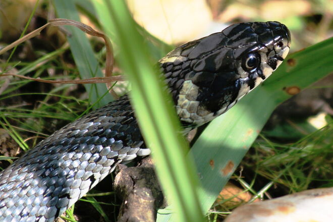 Bald in der Früh auf der Schlossinsel