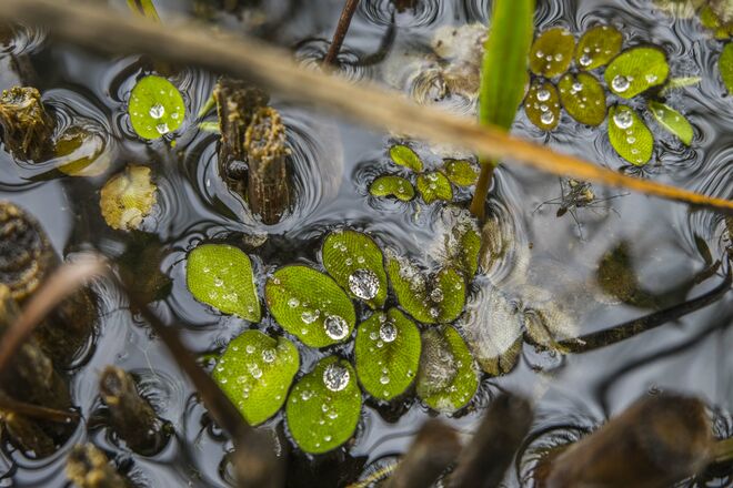 Im Teich ist was los