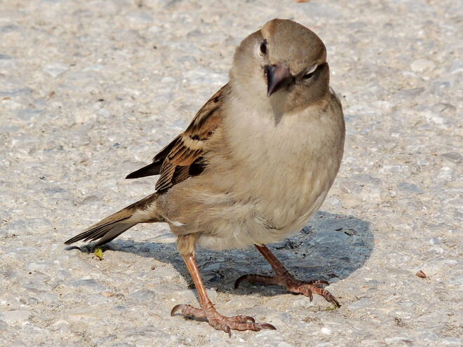 Spatz nicht in der Hand