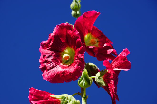 Leuchtend rot - Stockrosen auf 1000 m