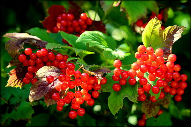 die neuen Herbstfarben sind eingetroffen....
