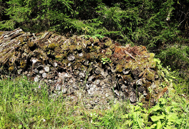 . . . der Wald nimmt s zurück