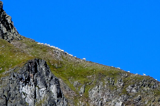 Wollige Gratwanderung