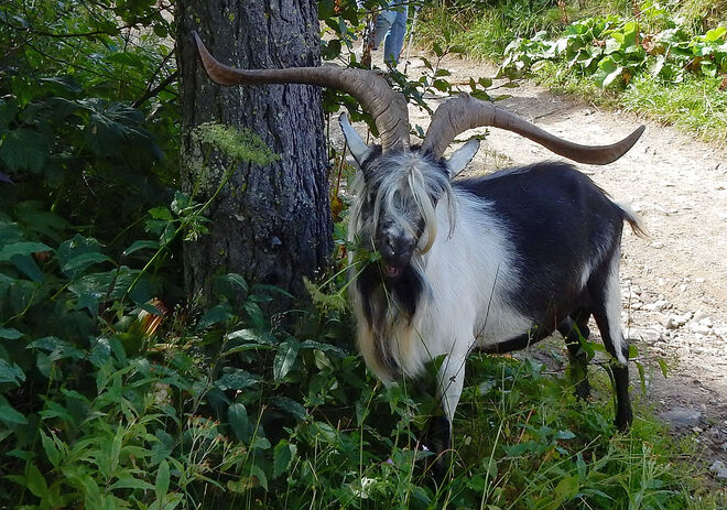 Urwüschsig